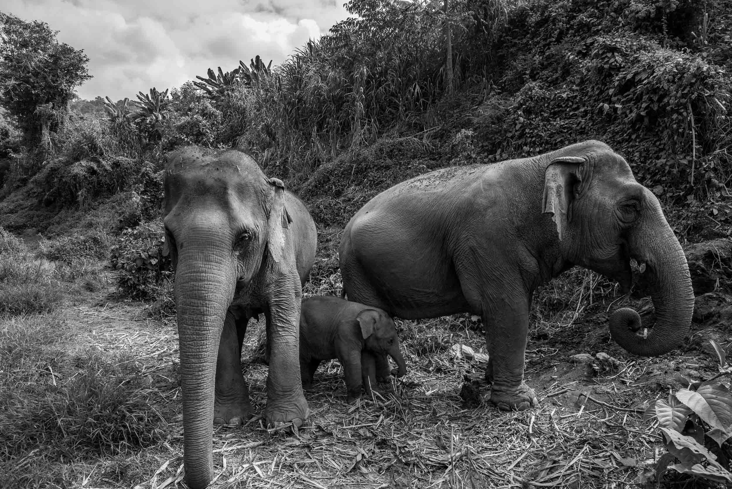 Elephant Sanctuary