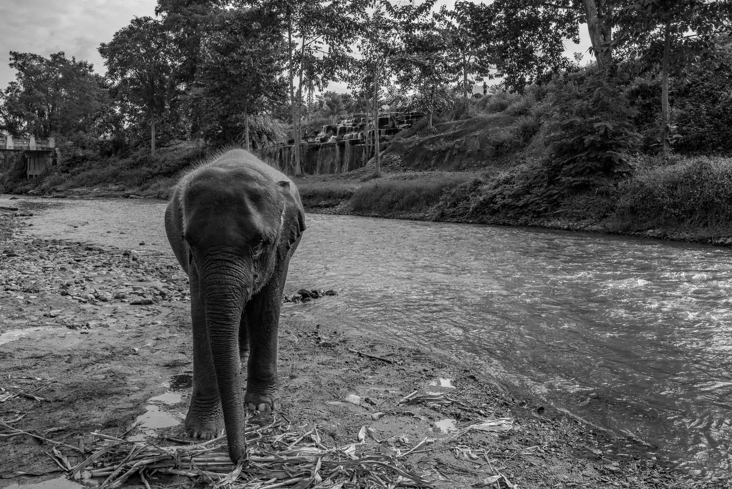 Elephant on the River