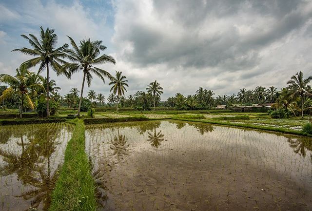 Crusin&rsquo; through the rice fields of Ubud, Bali. We spent our Xmas Holiday here a few weeks ago and it feels like ages ago now! We were reminded of this as we are in the midst of a crazy snowstorm here in Japan, where we currently are. Will be ex