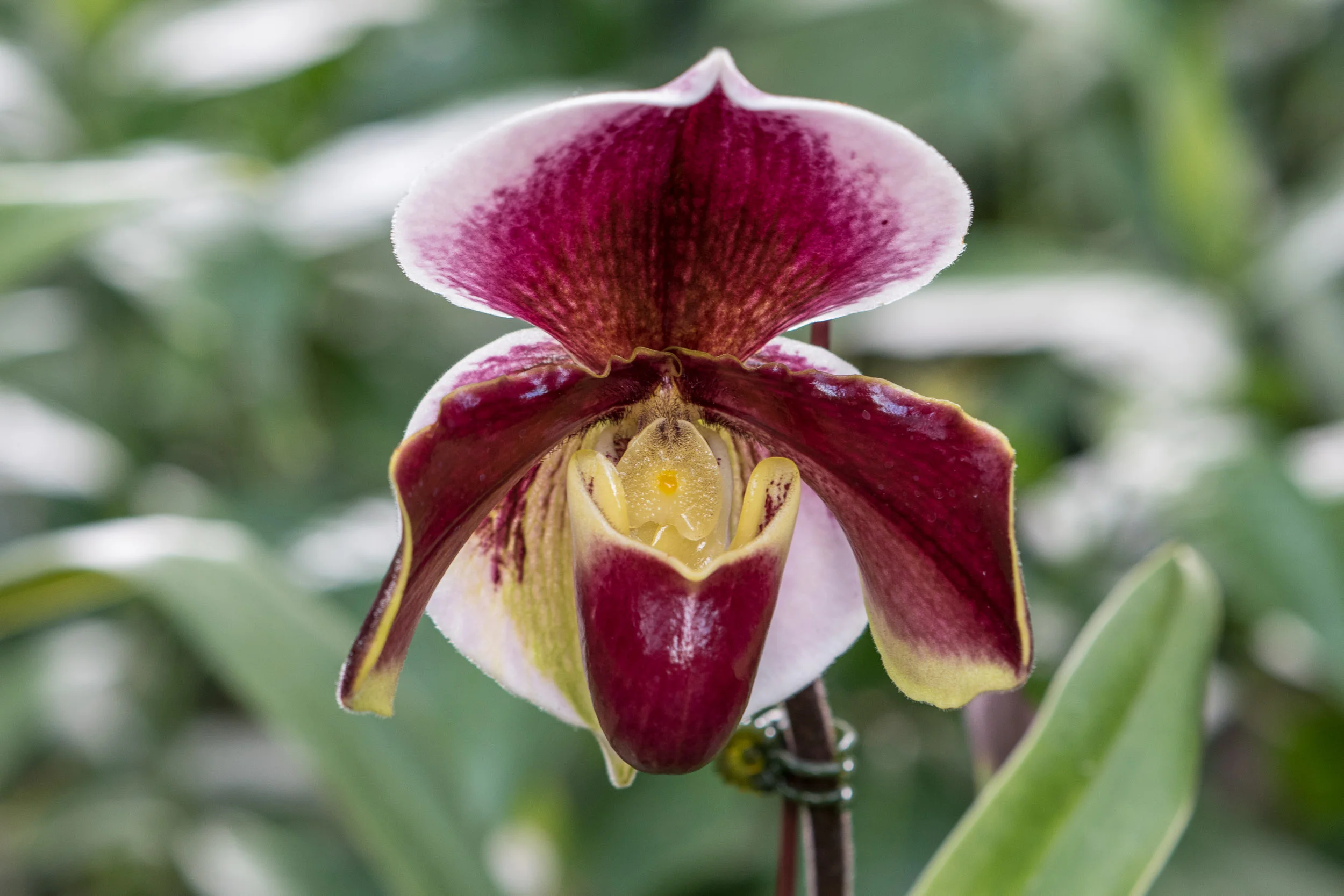 Orchid