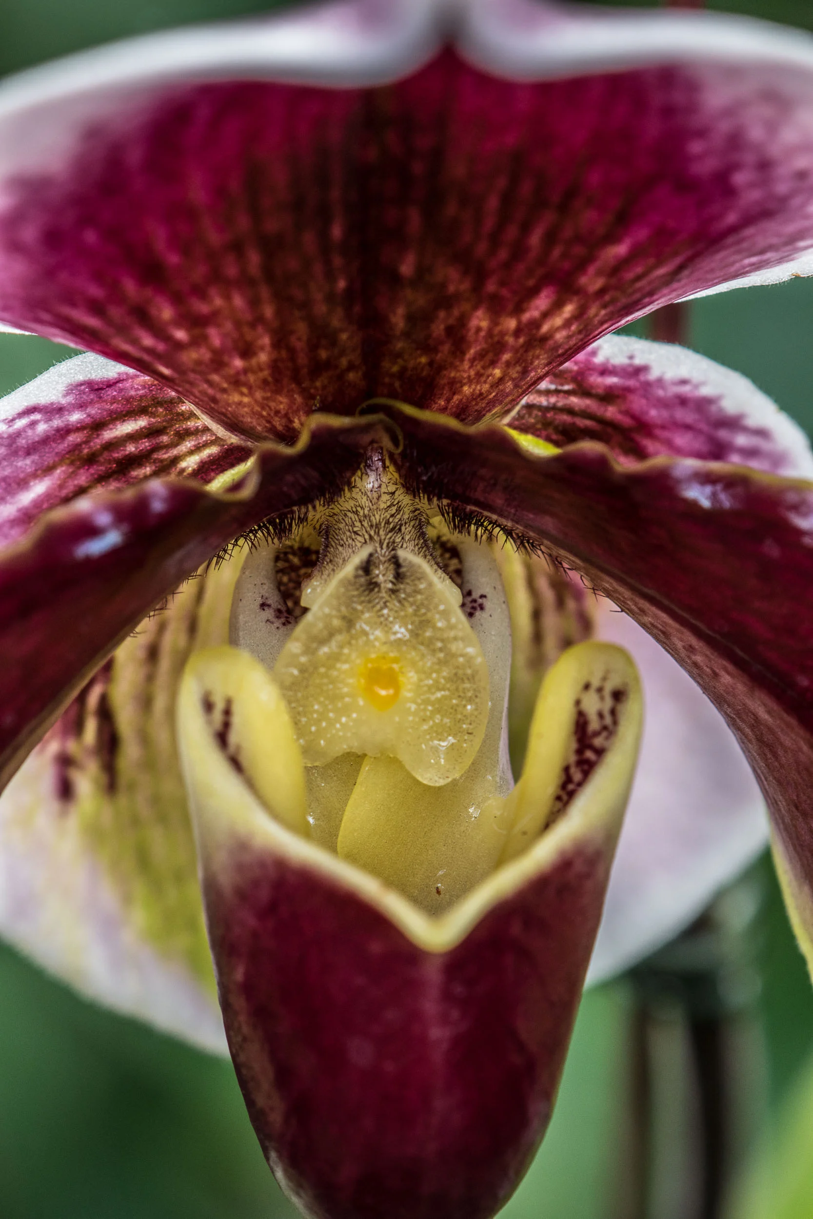 Close up