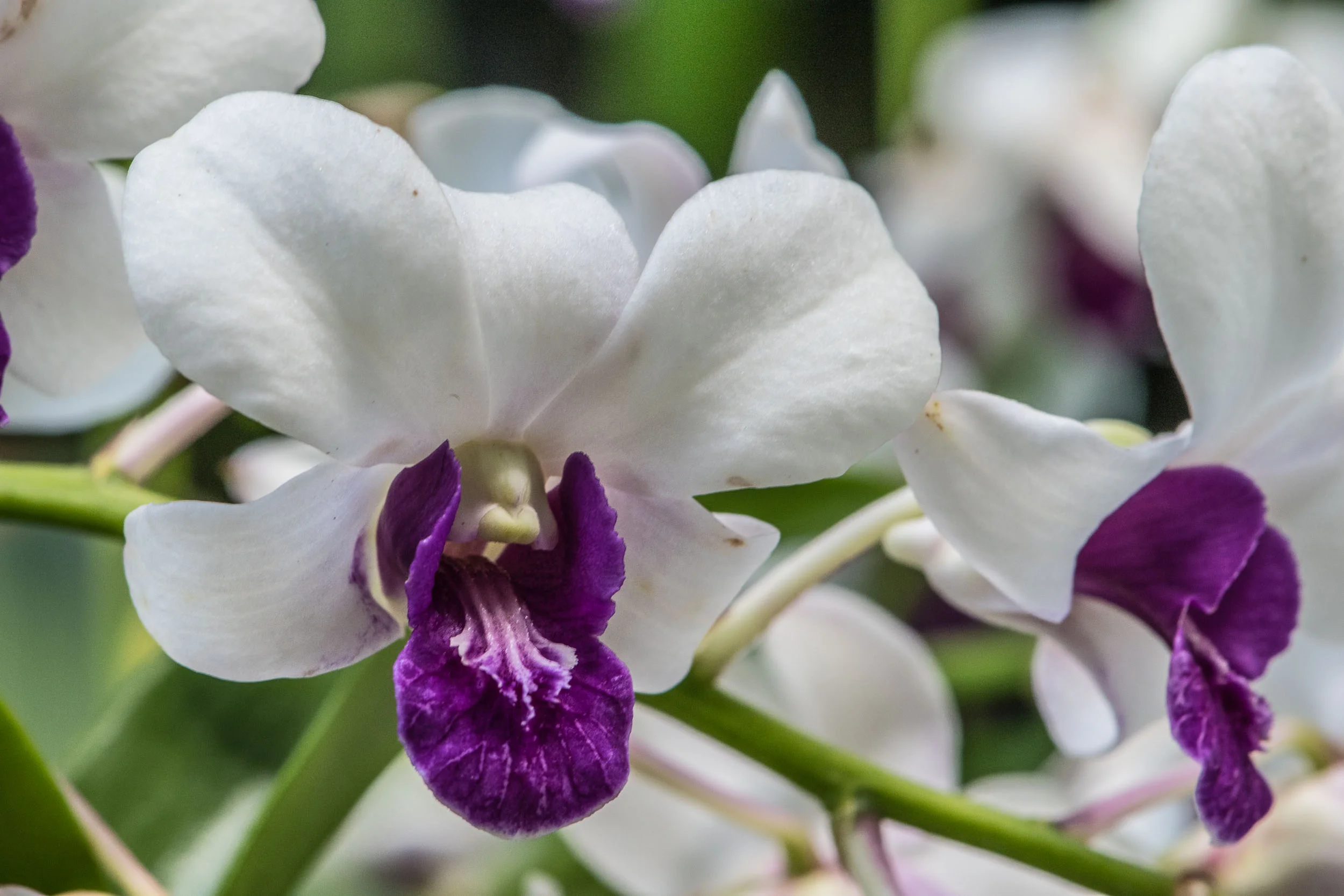 Orchid