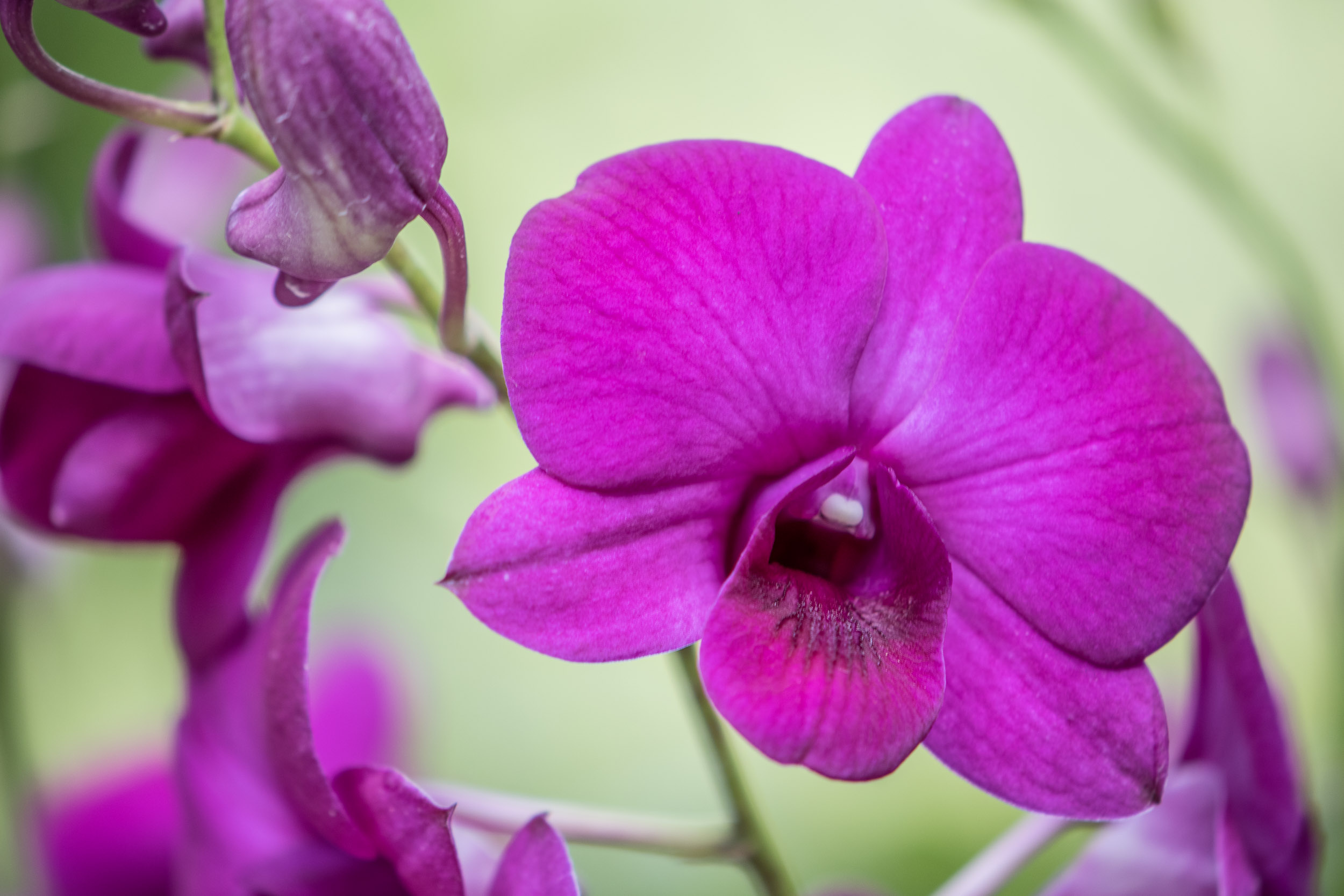 Purple Orchid