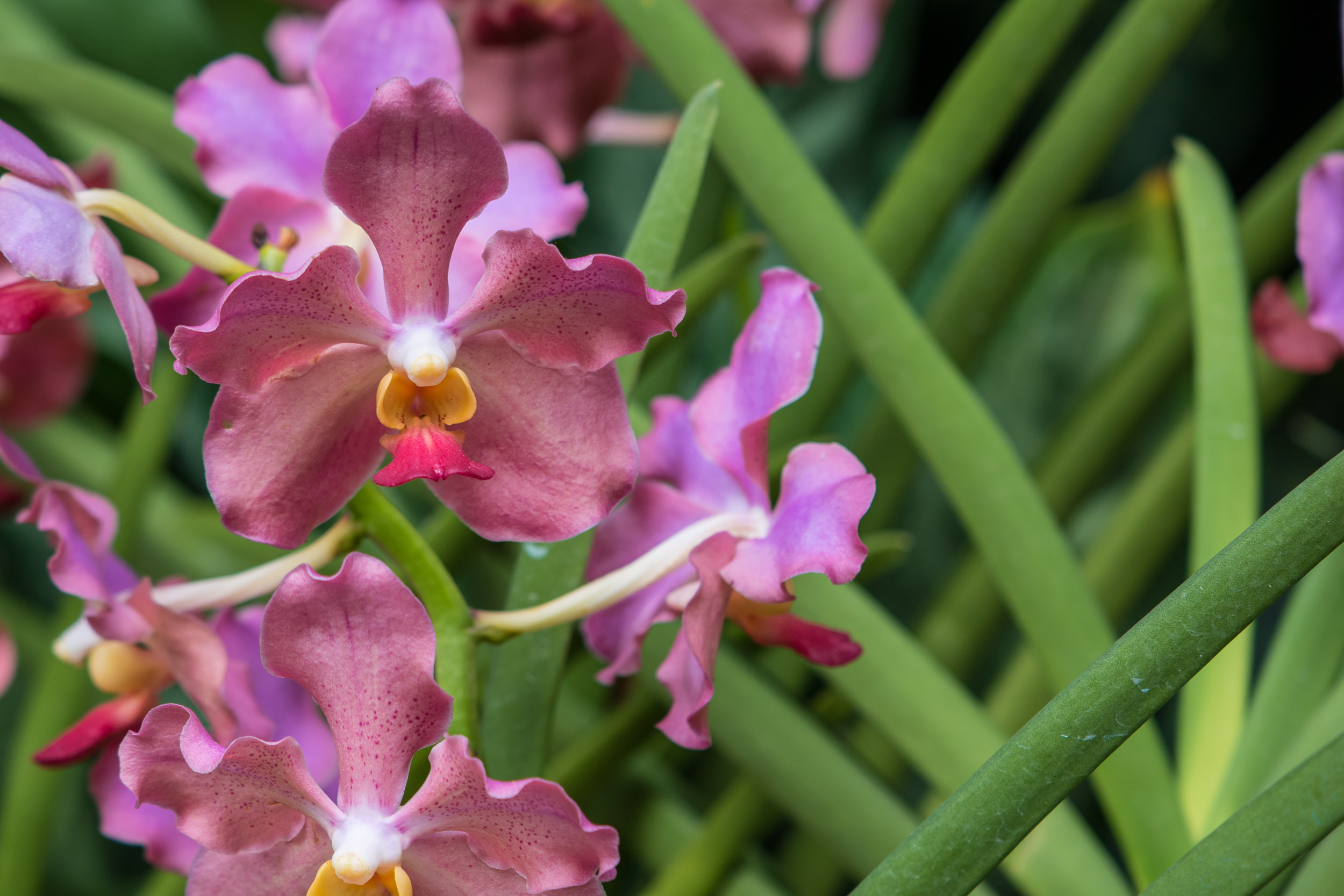 Vanda Usha