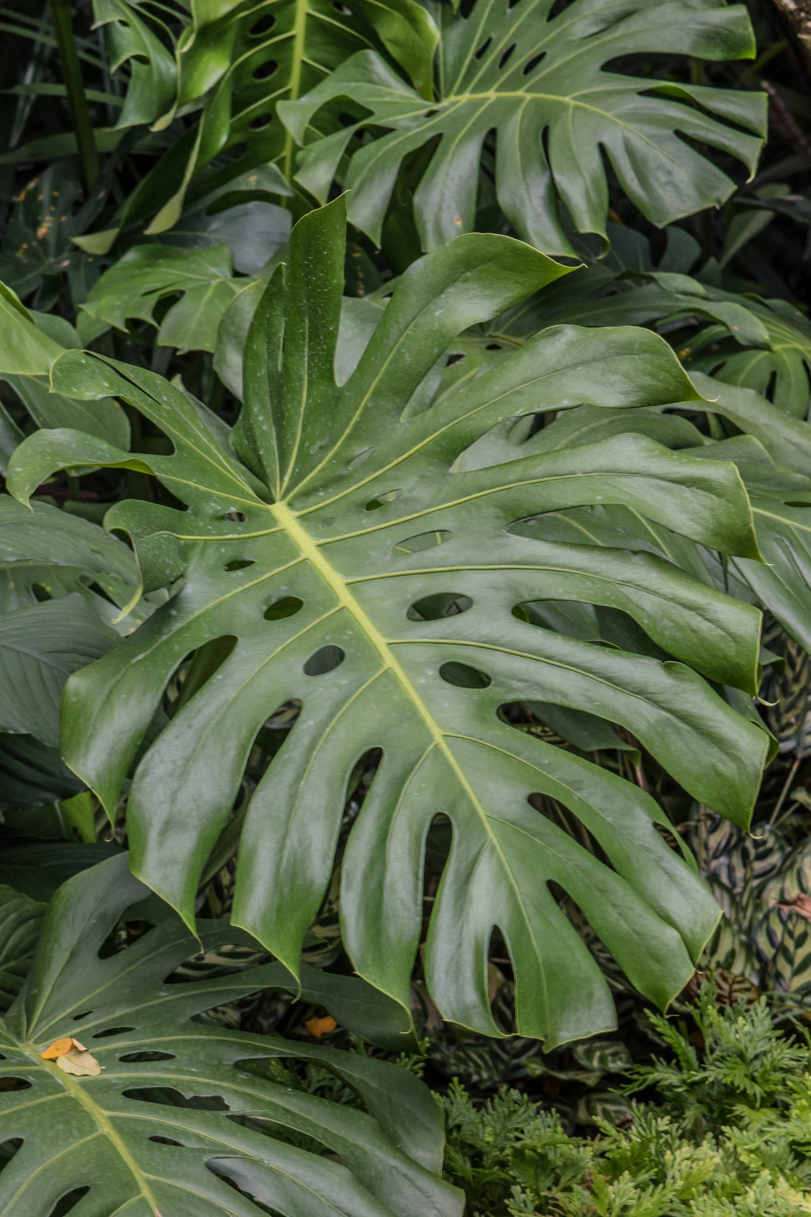 Monstera Deliciosa