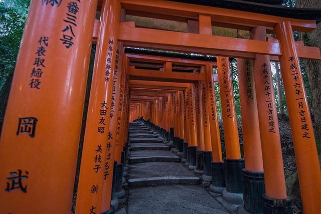 Walking the torii path at the Fushimi Inari-taisha outside of Kyoto was incredible. We got up early to walk the path as the sun came up. Barely saw a person and had views like this for a few hours! #whereveryouland