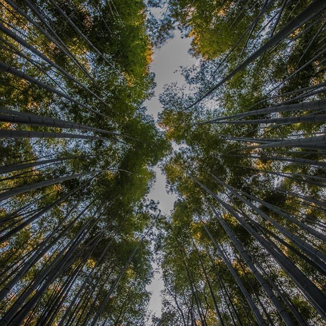 Looking up in the Arashiyama Bamboo Grove. This is another highly photographed spot outside of Kyoto&rsquo;s center and was a great spot to walk before the crowds showed up. #whereveryouland