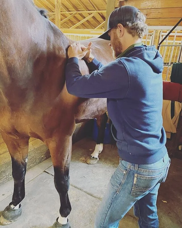 &bull;Equine Sports Massage&bull;
.
.
.
Developing as a young professional in this industry takes time//love//raw fingers//sweat//crying//being so tired you could sleep standing up// heightening your senses//trusting your fingers to guide you// .
.
.