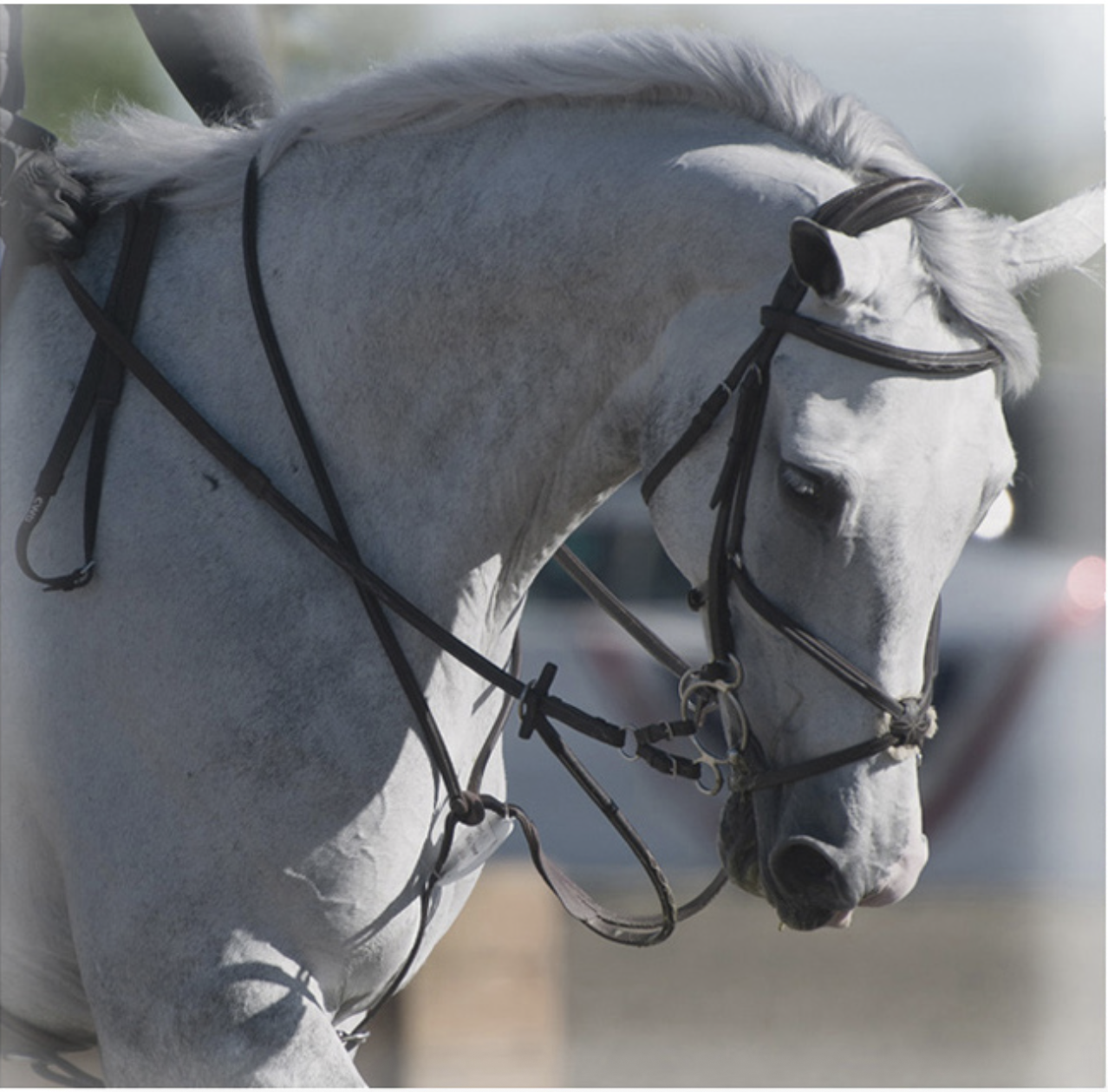 Adequan / USEF JR Hunter Finals