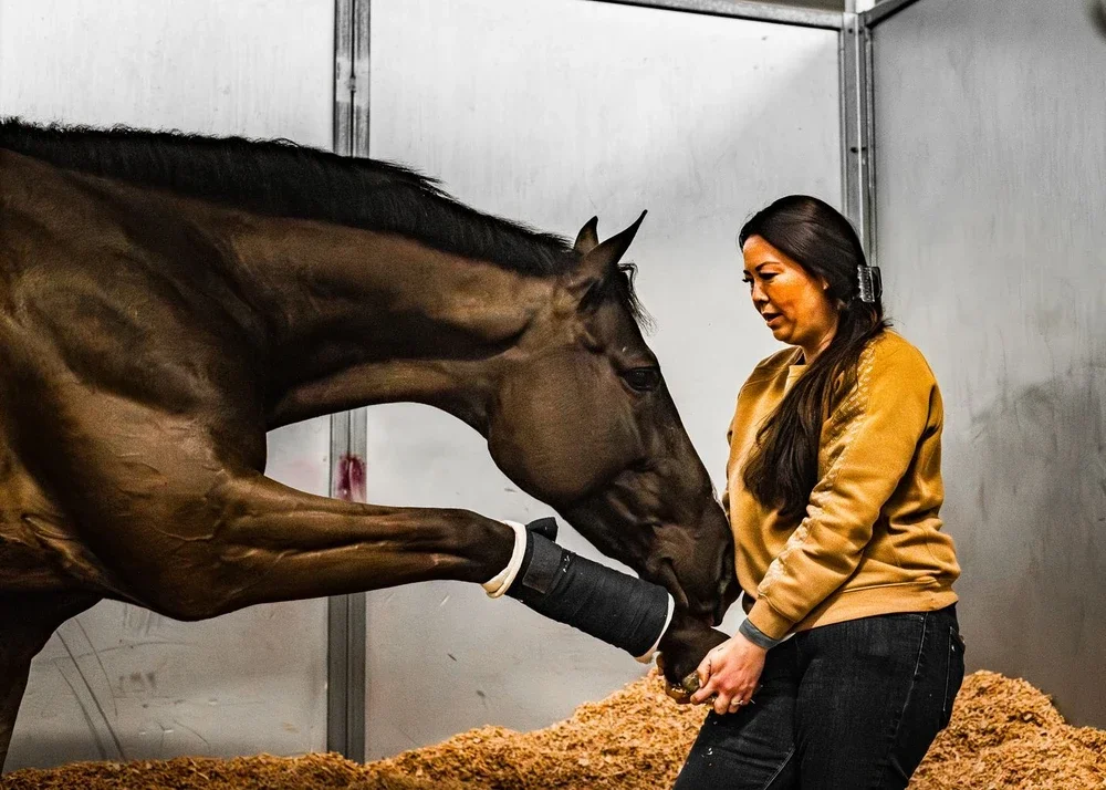 The Immersive Equine Workshop - WA