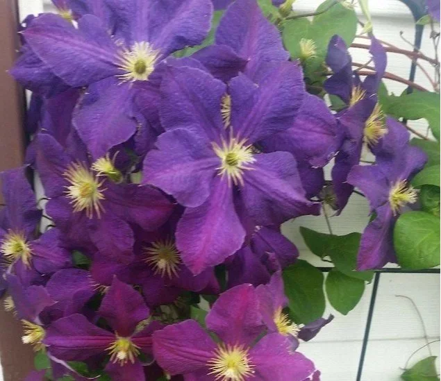 Clématite Jackmanii Superba