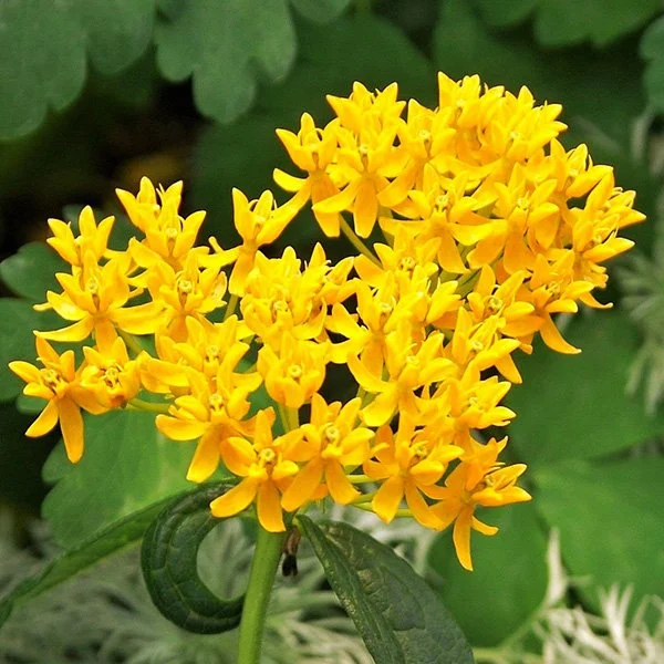 Asclépiade Hello Yellow