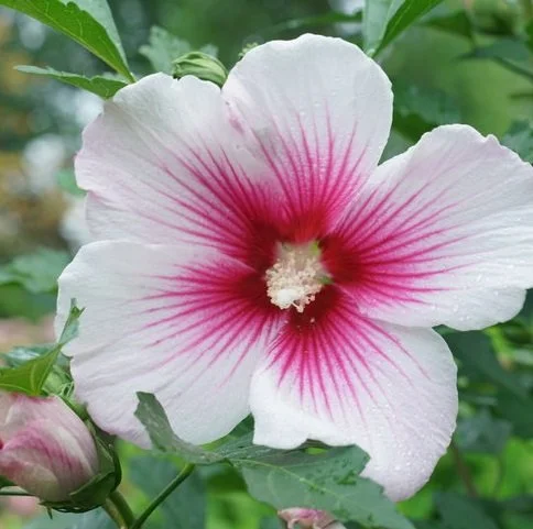 Hibiscus Paraplu Pink Ink