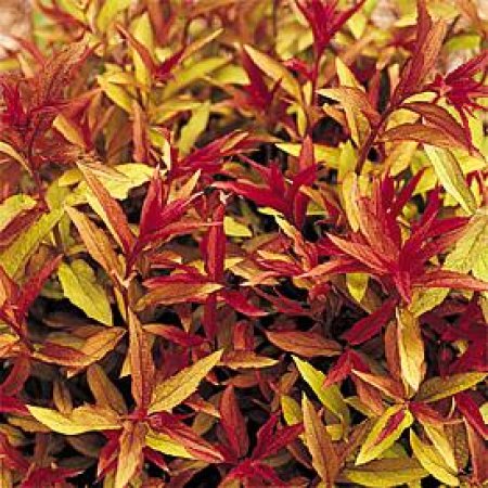 Spirée Flaming Mound