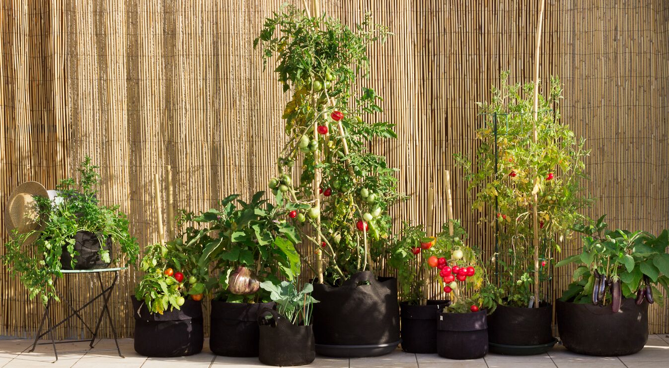 smart pot potager.jpeg
