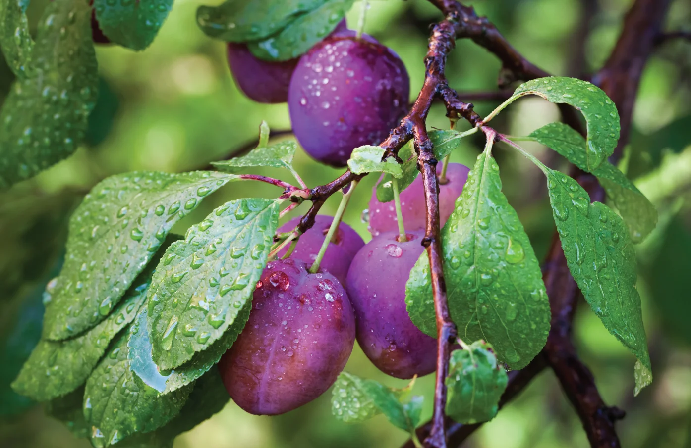 Les Arbres Et Arbustes Fruitiers Méconnus Du Québec Les