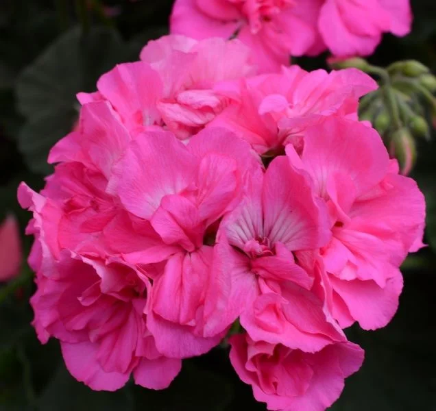 pelargonium.jpg