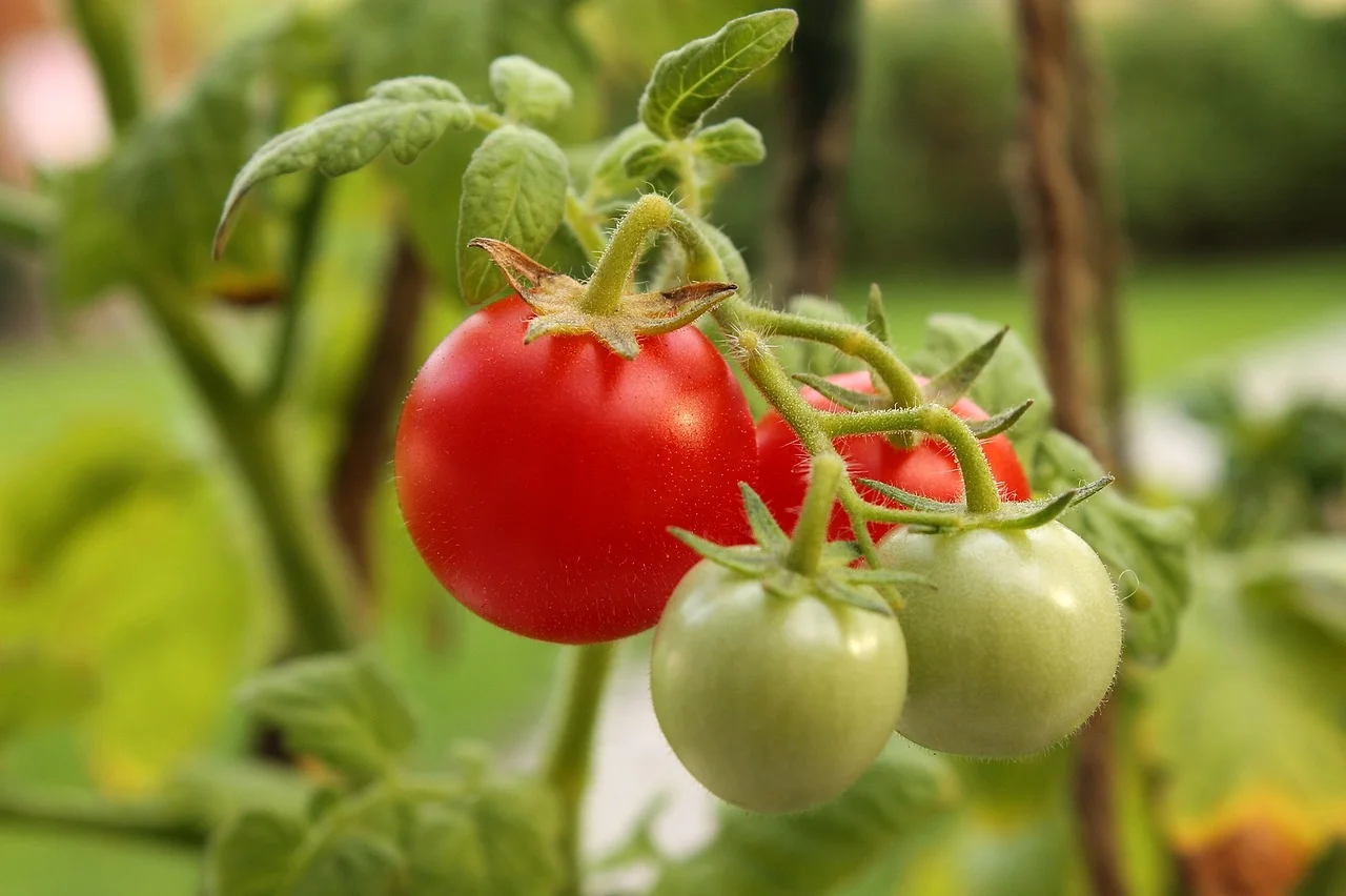 cherry-tomatoes-523100_1280.jpg