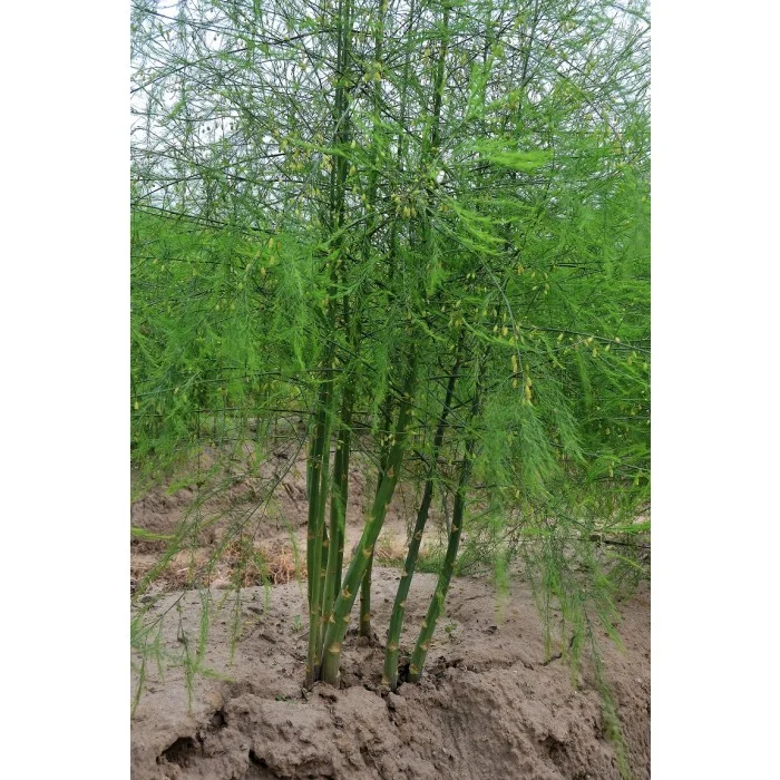 cp.asperge_4_.jpg