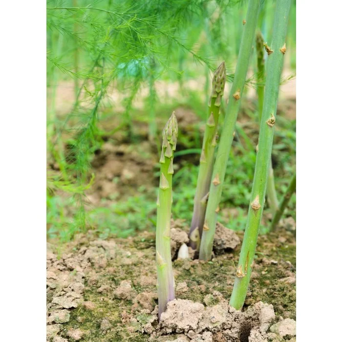 cp.asperge_3_.jpg