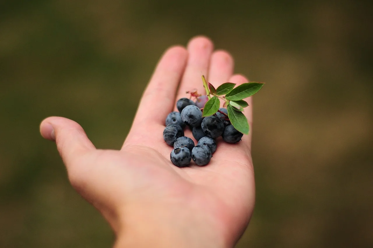 blueberries-1903868_1280.jpg
