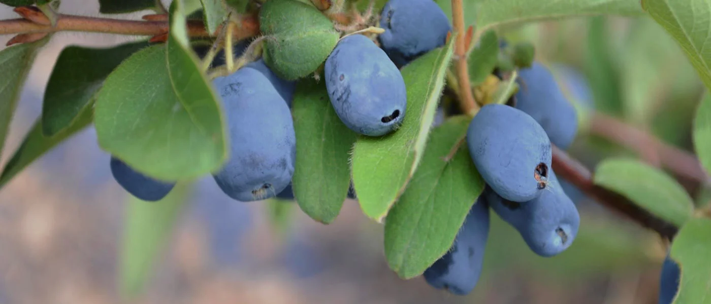 Camérisier Boréalis