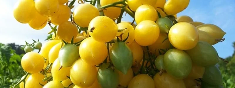 Tomate_barry_crazy1.jpg