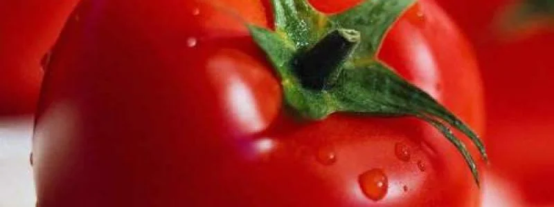 Tomate_Tiny_Tim1.jpg