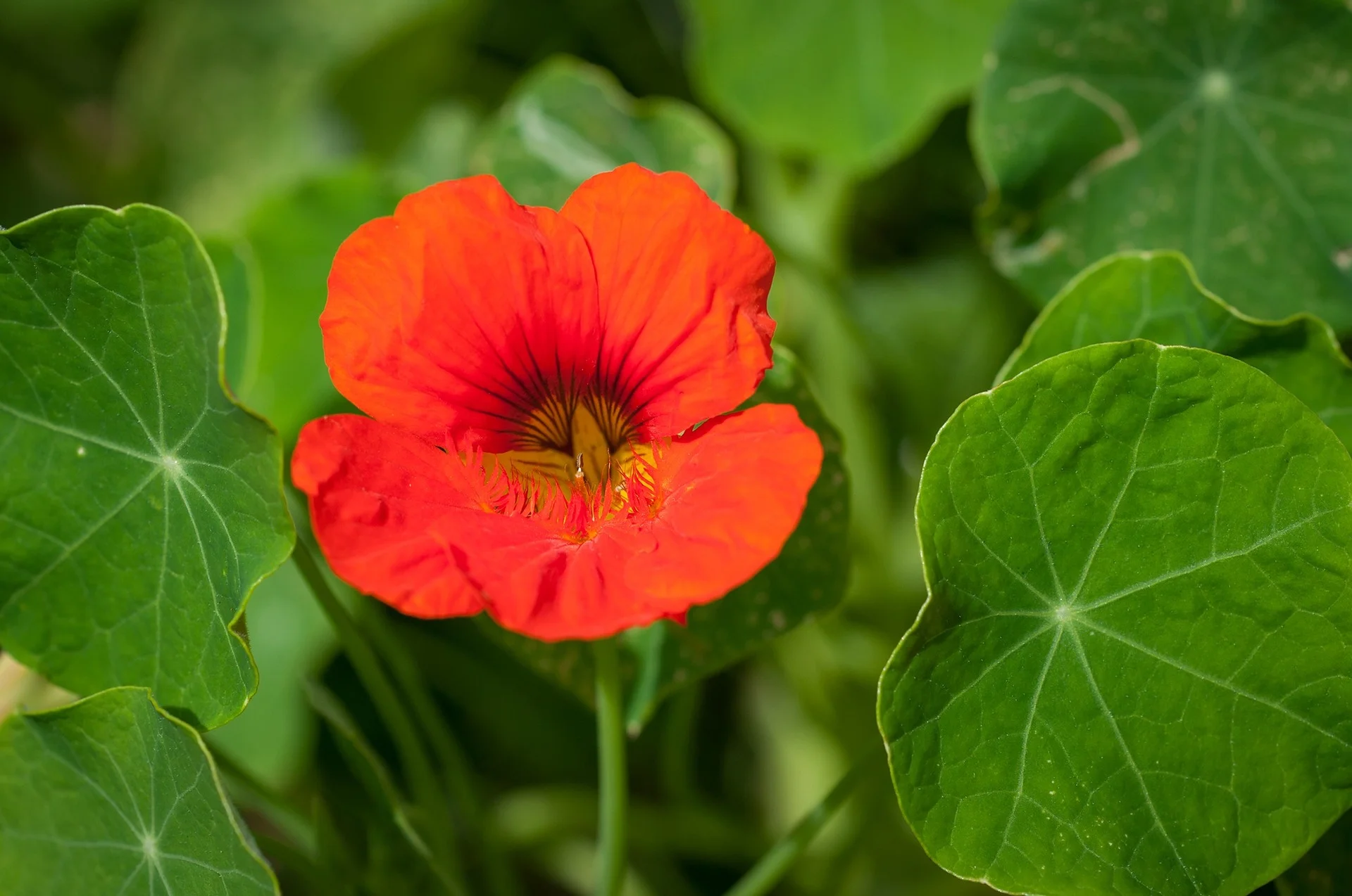cress-1425726_1920.jpg