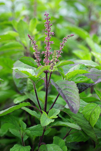 Holy-Basil-Leaf-tulsi-occimum_tenuiflorum2.png