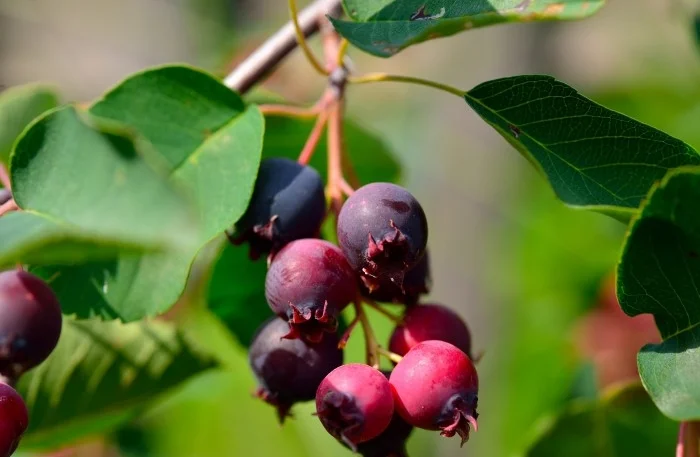 cp.am_lanchieralnifolia_2_.jpg