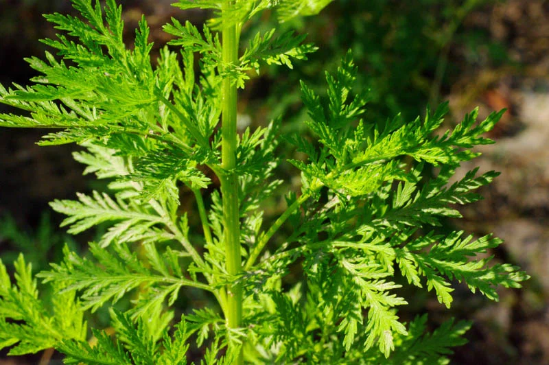 Artemisia-Annua-FairShare-Farm.jpg