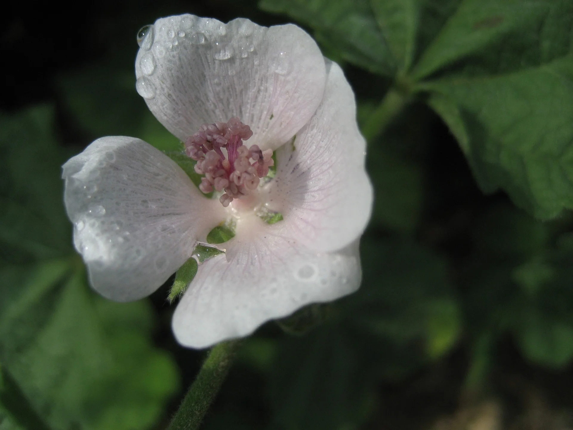 flower-207169_1920.jpg