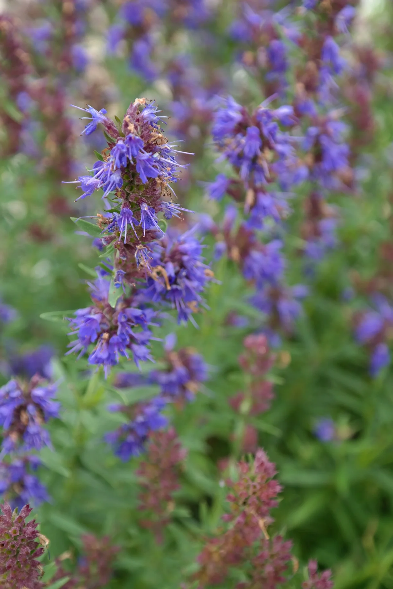hyssop-225065_1920.jpg