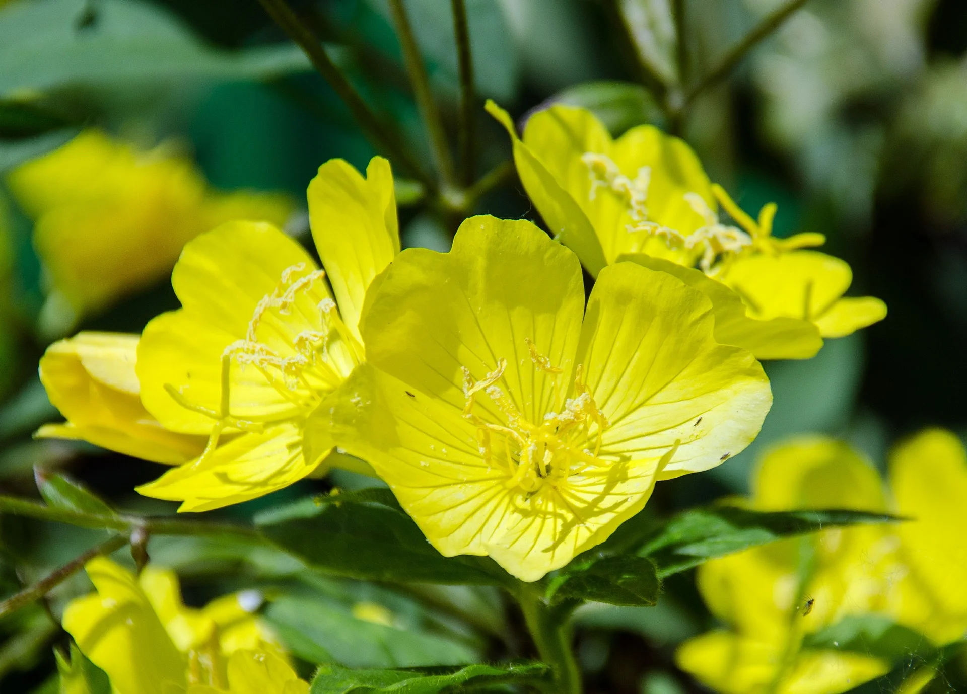 primrose-603478_1920.jpg