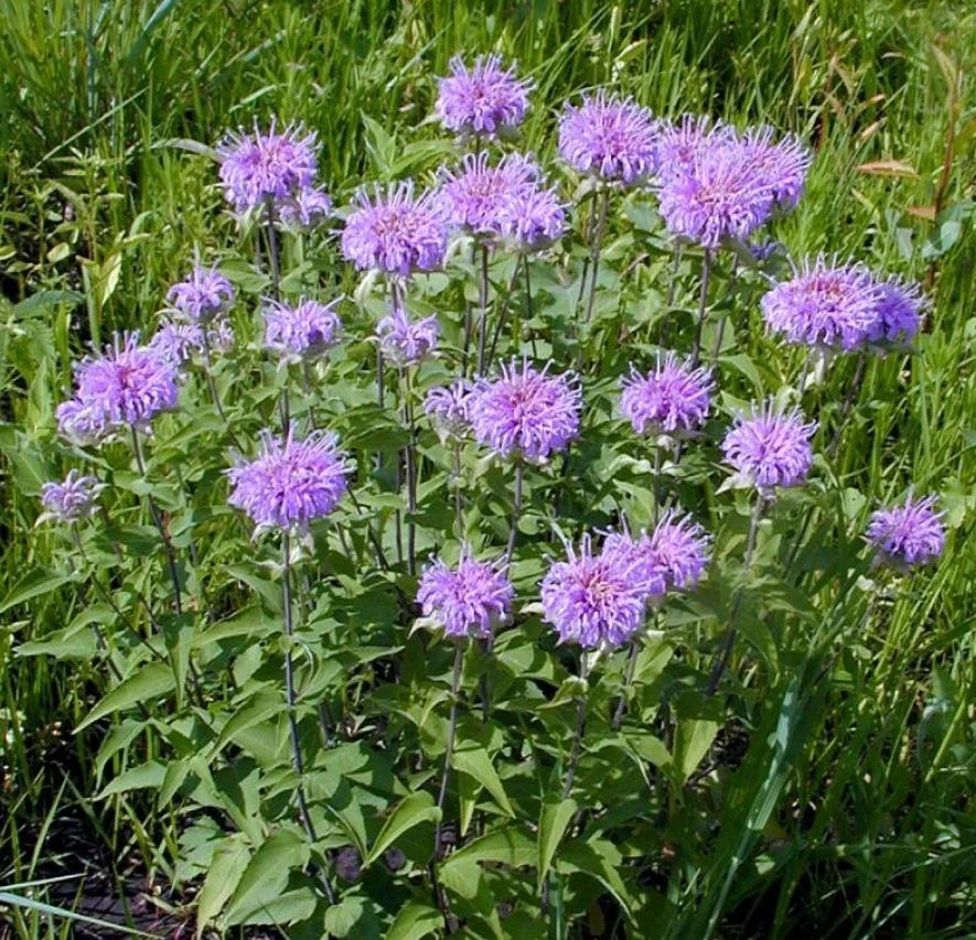 Monardafistulosa-980x980.jpg