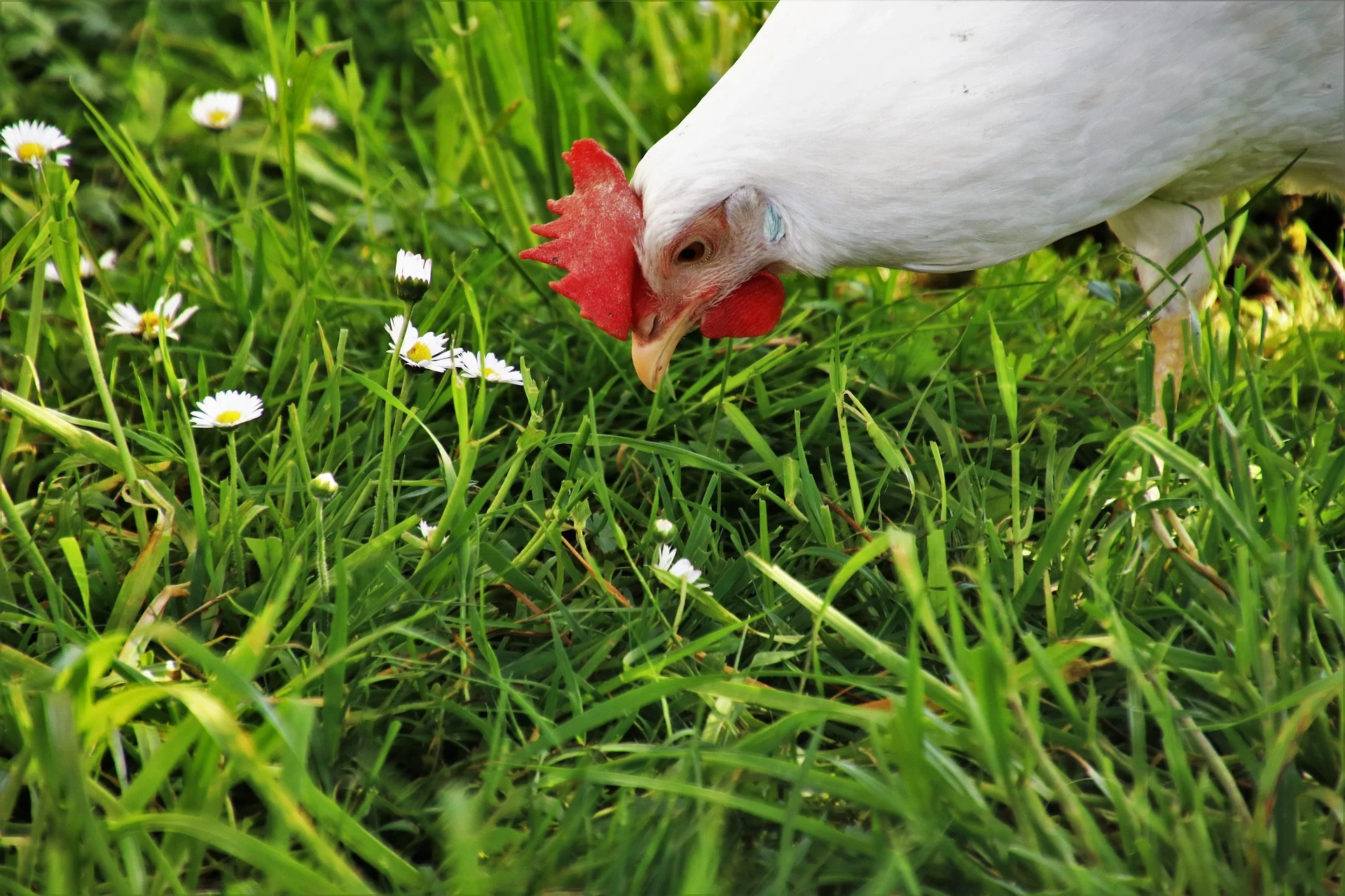 lawn-3347050_1920.jpg