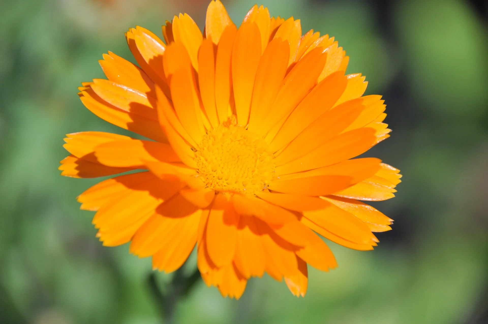 nature-3300941_1920.jpg