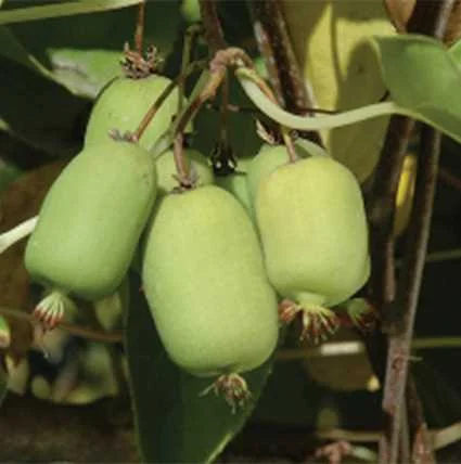 kiwi.jpg