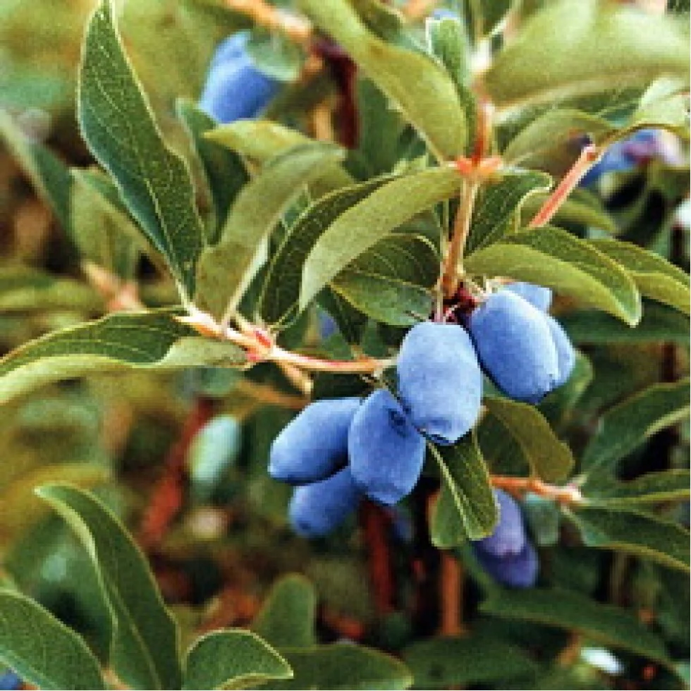 Lonicera edulis 'Blue Bell'_fr_2010_a-980x980.jpg