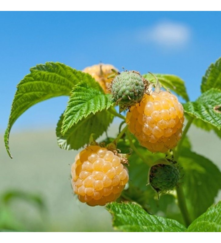 Framboisier Jaune Anne