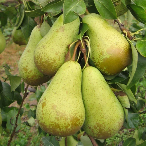 pyrus.jpg
