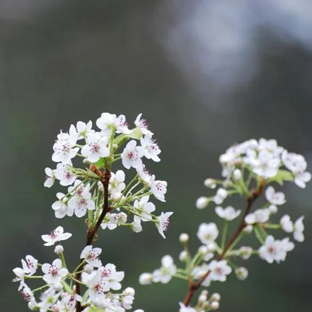 Summercrisp_Pear_Tree_450_D2_large.jpg