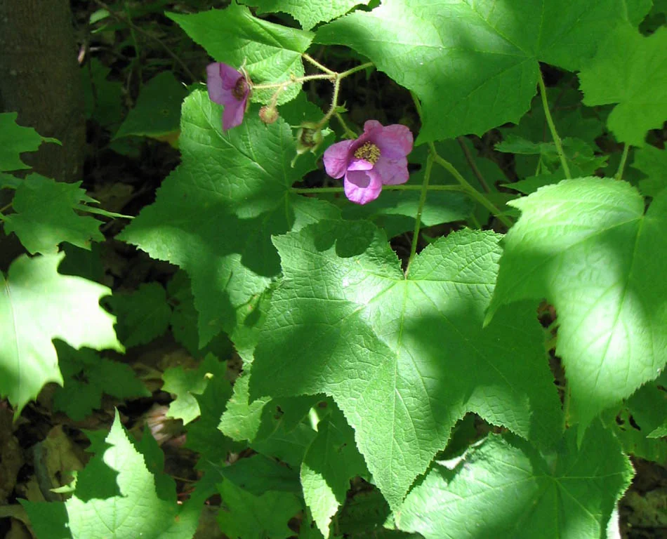 Rubus_odoratus.jpg