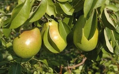 Poirier Golden Spice.jpg