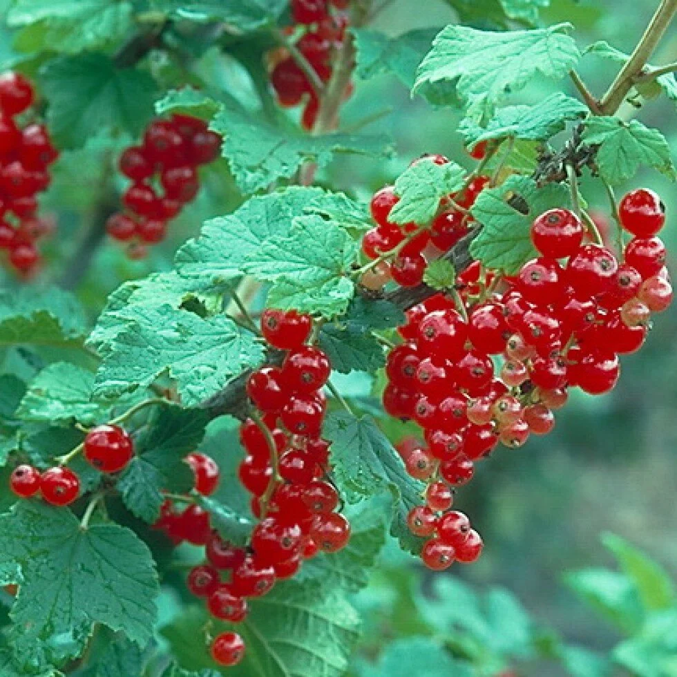 Ribes rubrum 'Red Lake'.jpg