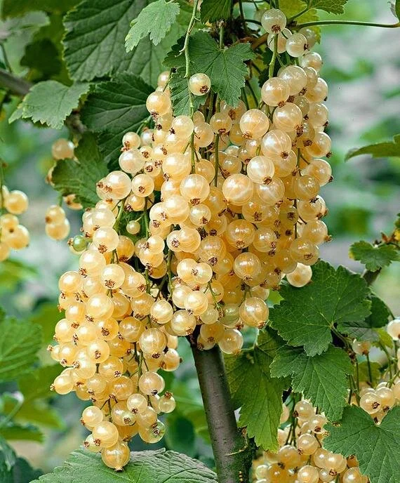Ribes White pearl.jpg