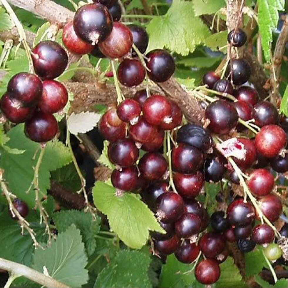 Ribes hybrids 'Josta berry'.jpg