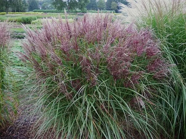 miscanthus nippon.jpg
