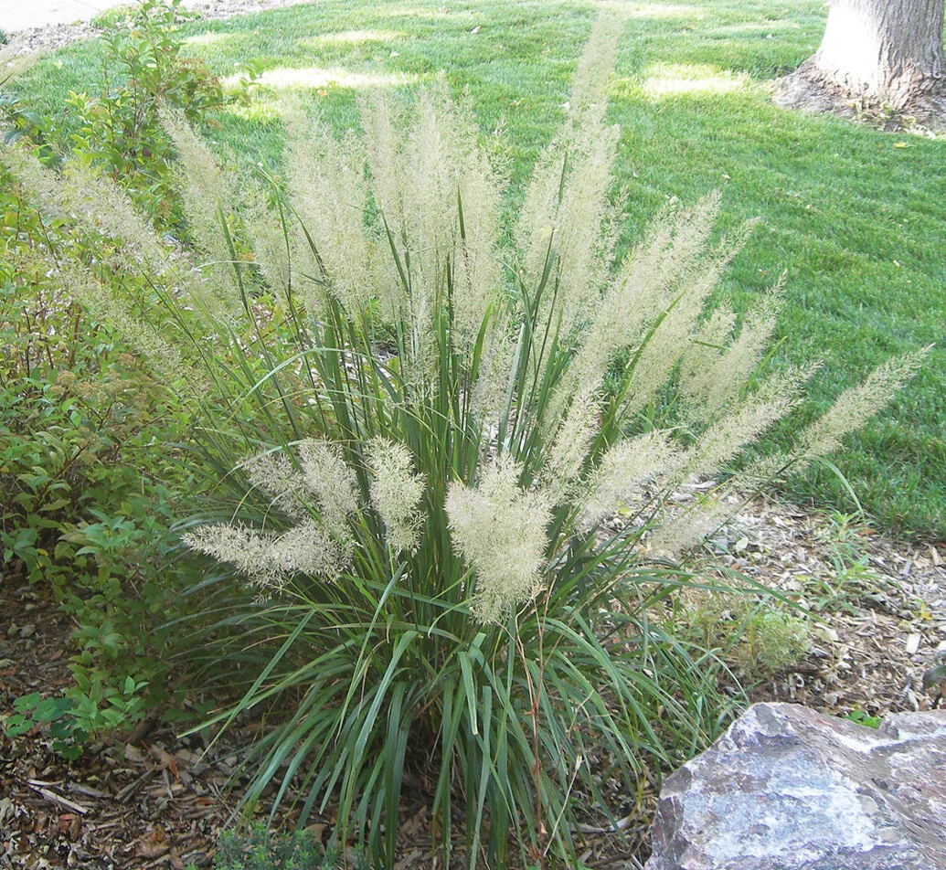 Calamagrostis-brachytricha.jpg